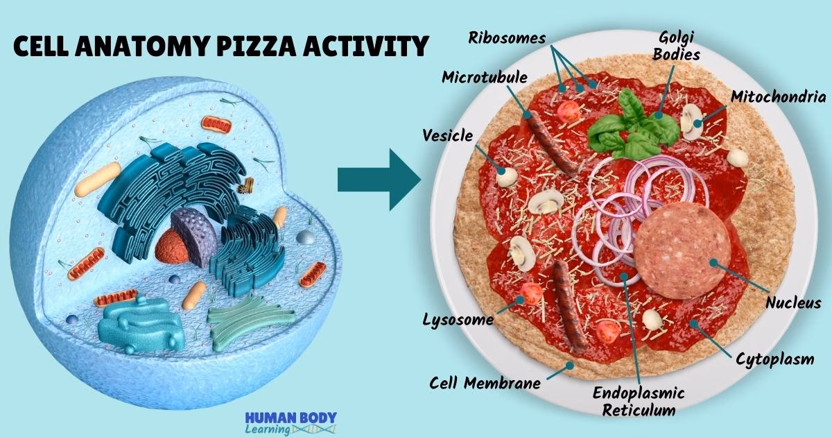 Can you make a pizza model of an animal cell?
