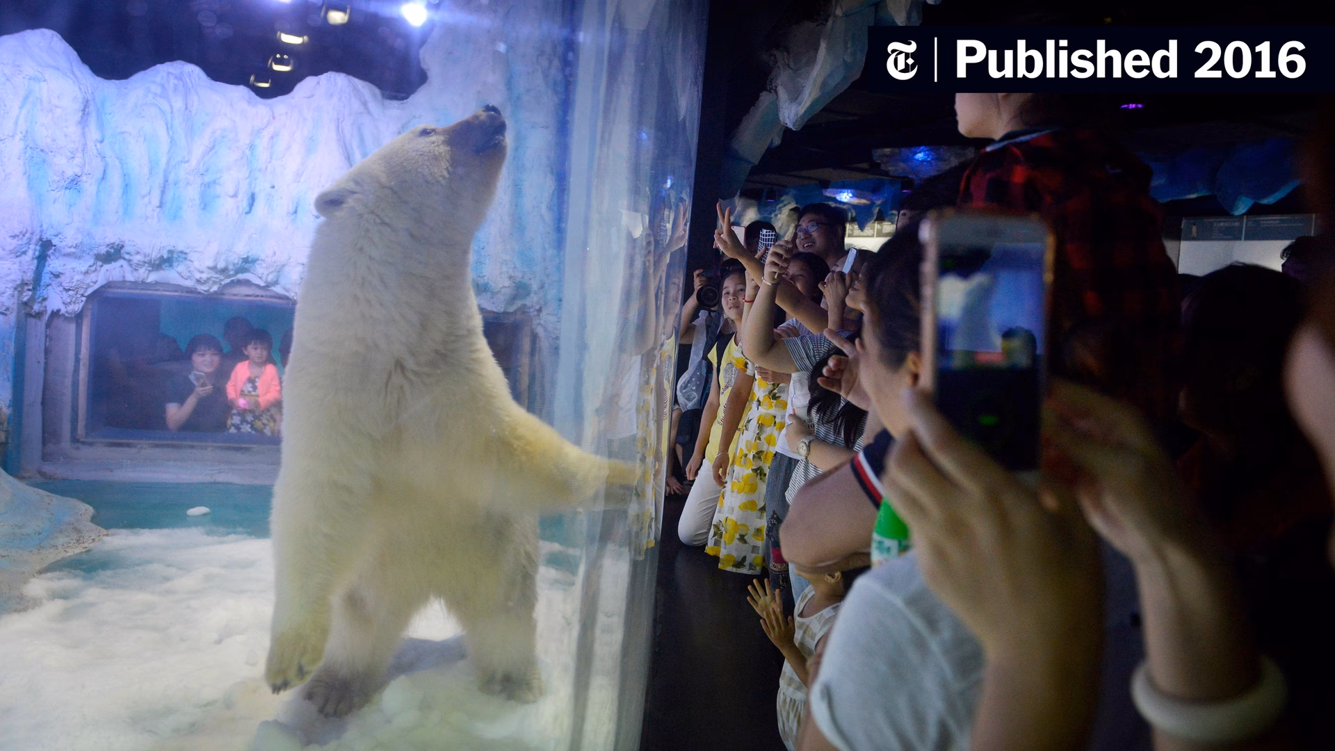 Where is pizza a polar bear?