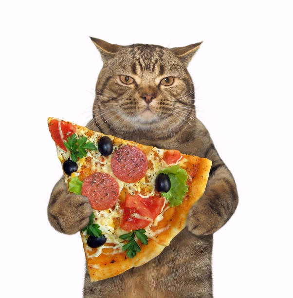 Is cat Pizza a good game?