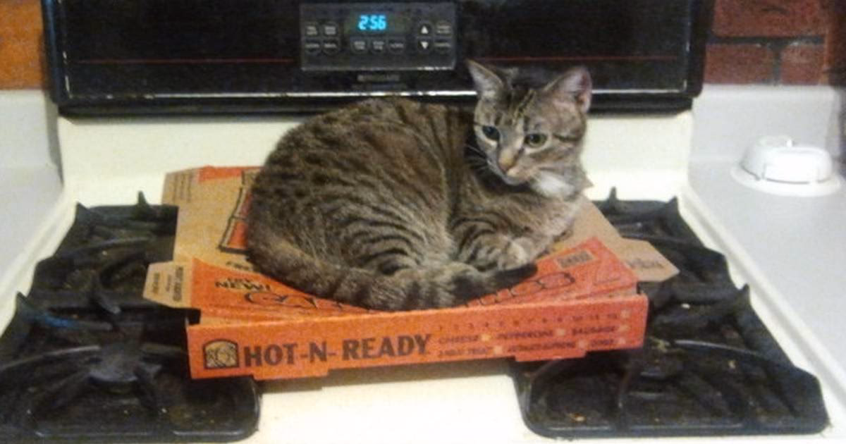Who created Cat pizza?