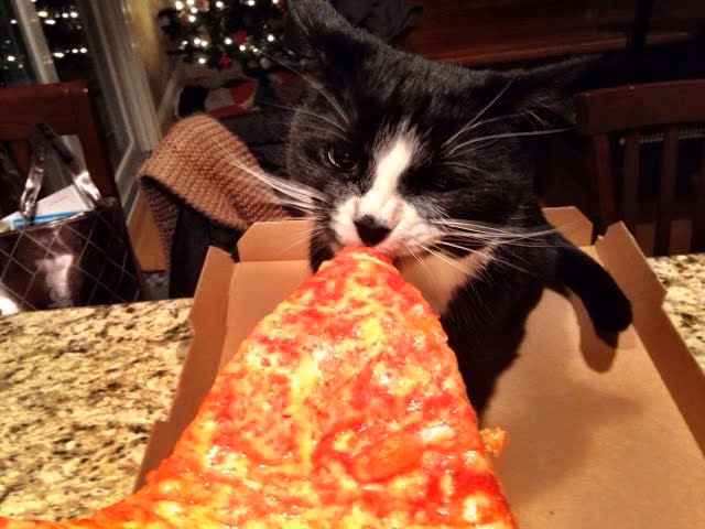 Can cats eat pizza rolls?