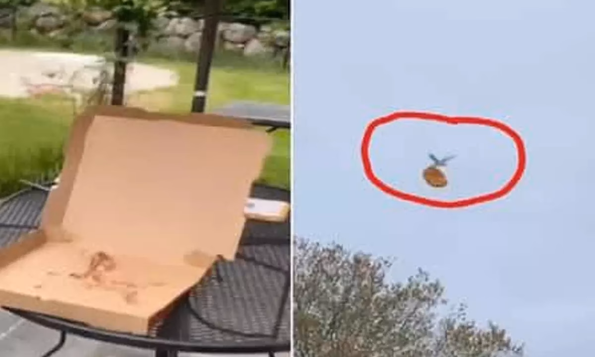 Did a seagull fly away with a whole pizza?