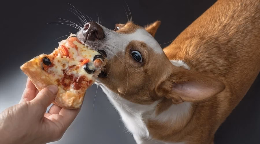 Can dogs eat pizza if they eat garlic?