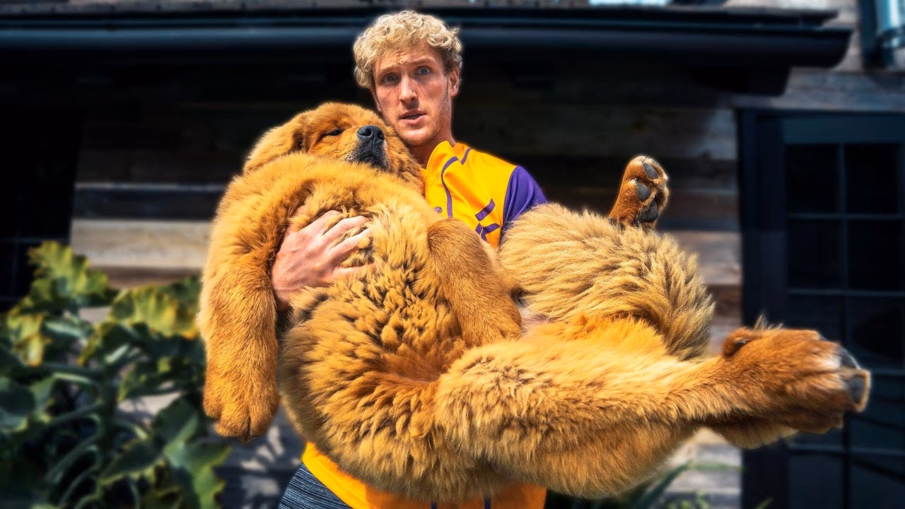Did Logan Paul get a new pig?