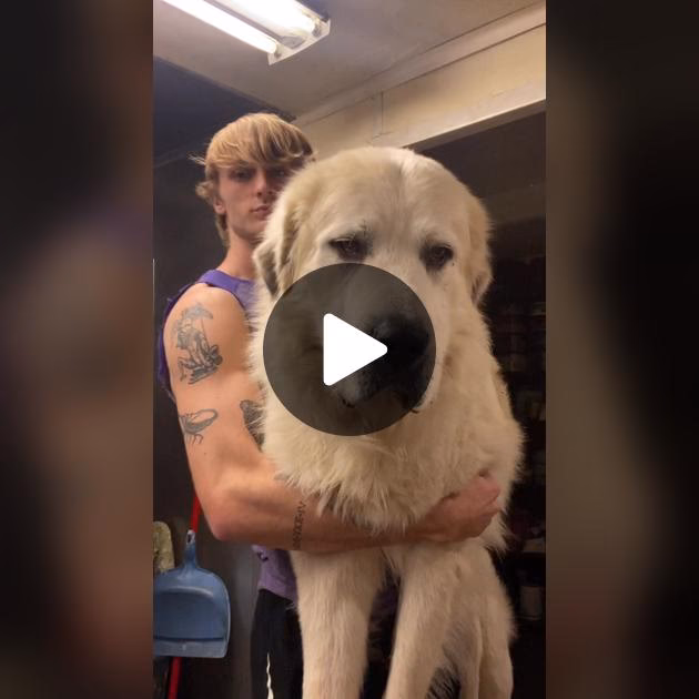 Who is Logan Paul Vlogs?