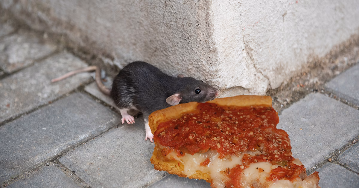 Did a rat carry pizza into New York City's subway system?